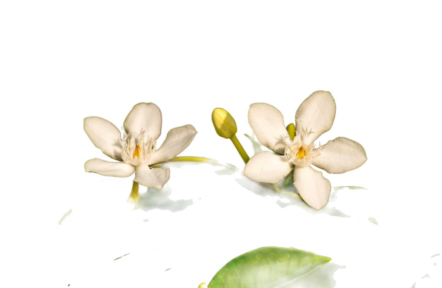 Vitamin C Face Serum